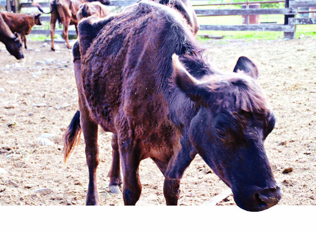 DROUGHT AFFECTED: Animal welfare complaints prompted the Department of Primary Industries to seize malnourished cattle from a Nana Glen property. DROUGHT AFFECTED: Animal welfare complaints prompted the Department of Primary Industries to seize malnourished cattle from a Nana Glen property.